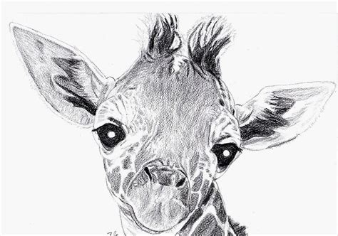 Giraffe Pencil Drawing