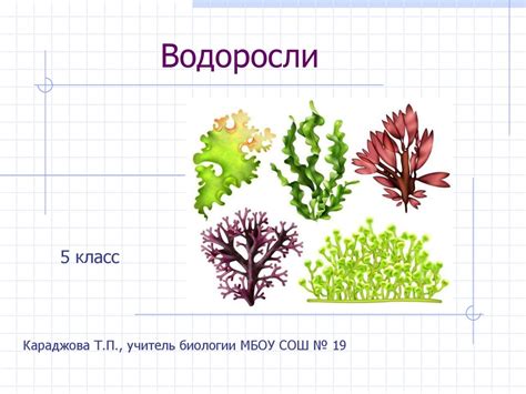 Водоросли. Какие бывают растения? 5 класс - презентация онлайн