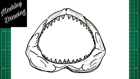 Shark Jaw Sketch