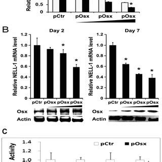 A Human Nell Promoter Is Responsive To Osterix In A Dose Dependent