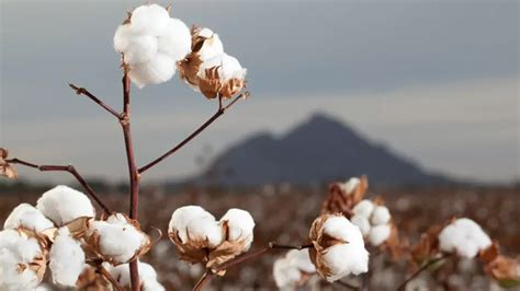 Lifeline for Cotton Farmers: Best Cotton Varieties for Drought - AgriApp