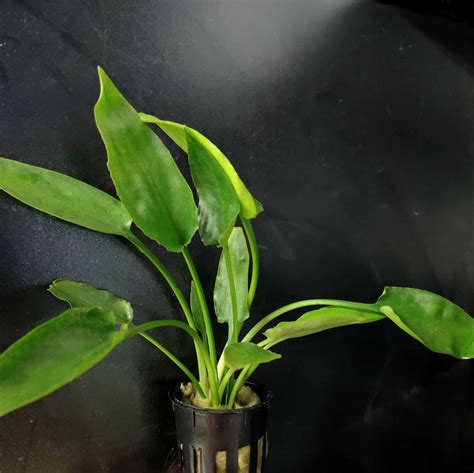 Cryptocoryne Pontederiifolia Aquatic Plant Aquarium