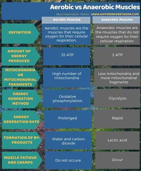 Différence entre les muscles aérobies et anaérobies Prodiffs