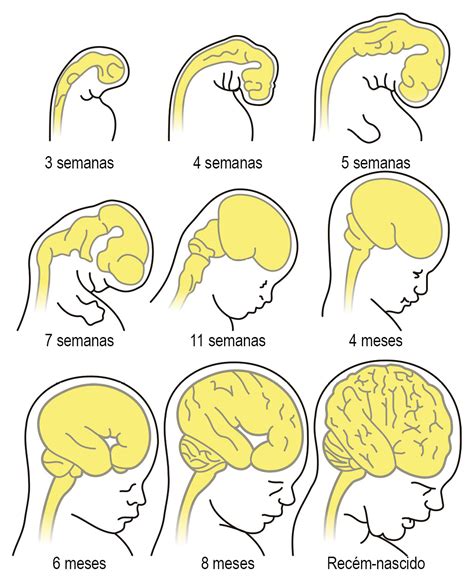 Embriologia Como O Sistema Nervoso Se Desenvolve