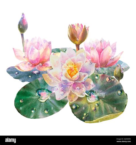 Botanical Watercolor Illustration Of White And Pink Water Lilies With Dew Drops On White