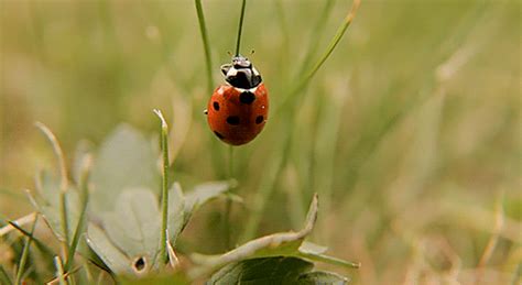 Ladybug Animated S At Best Animations