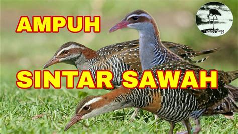 Suara Pikat Burung Sintar Sawah Kalung Kuning YouTube