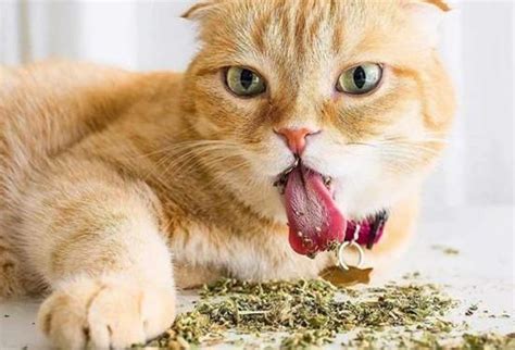 猫薄荷对猫咪有没有危害？猫咪吸食猫薄荷会上瘾吗 知乎