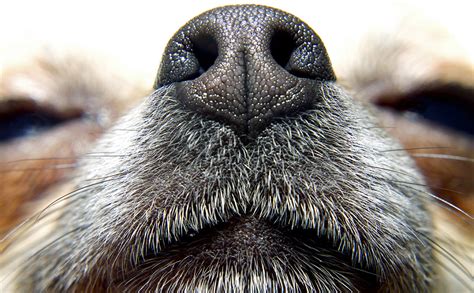 Why Are Dogs Noses So Good