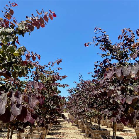 merlot redbud tree 2