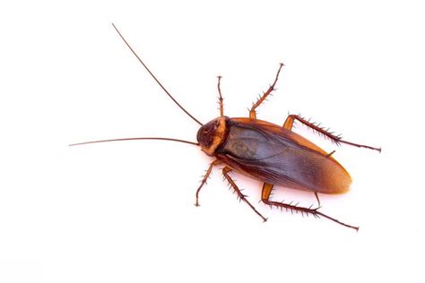 How Long Can Roaches Live Without Food And Water Roach Cockroach