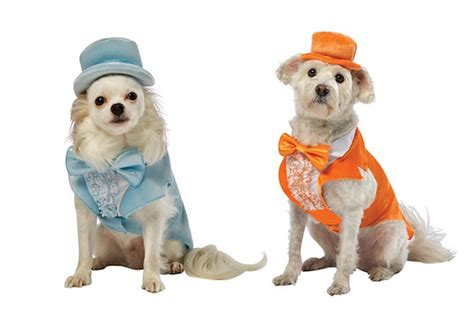 1899 For The Coolest Dog Costumes Ever Dog Halloween Costumes Dog