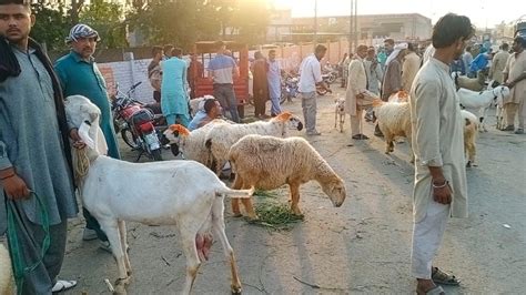 Wednesday Update Bakra Mandi Lahore Shahpur Kanjra Mandi