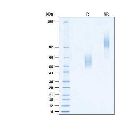 Recombinant Cynomolgus Rhesus Nkg D Fc Chimera Protein Cf Nk