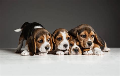 Wallpaper dogs, background, puppies, Quartet, Beagle for mobile and desktop, section собаки ...