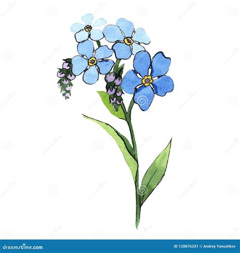 Fleur Bleue De Myosotis D aquarelle Fleur Botanique Florale Élément D