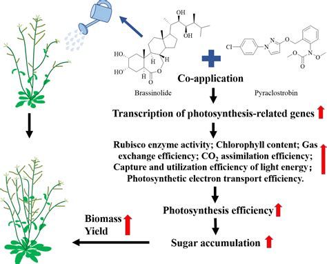 Frontiers The Combined Formulation Of Brassinolide And Pyraclostrobin