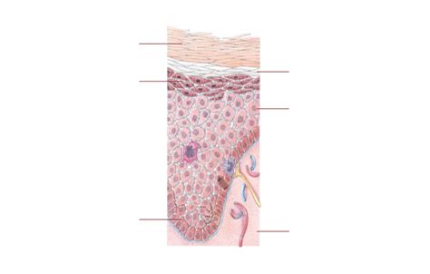 Layers Of Epidermis Diagram Quizlet