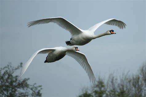 Mute Swan Taken At Doxy Marshes Staffs In April 2010 John