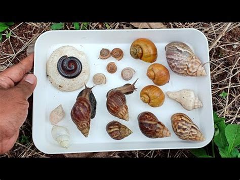 Hunting Snails Millipedes Bekicot Luwing Mencari Bekicot Dan