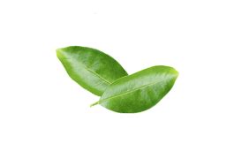 Herbatka Yerba Mate Limonka Trawa Cytrynowa Tb Herbata Big Active