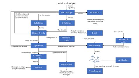 Figure 12 7 Is A Flowchart Of The Immune Response That Tes Quizlet