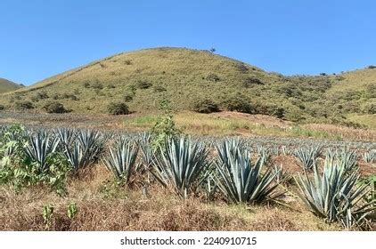 Agave Field Tequila Jalisco Mexico Stock Photo 2240910715 | Shutterstock