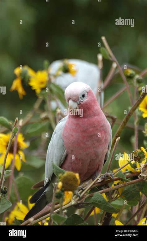 The Galah Eolophus Roseicapilla Also Known As The Rose Breasted