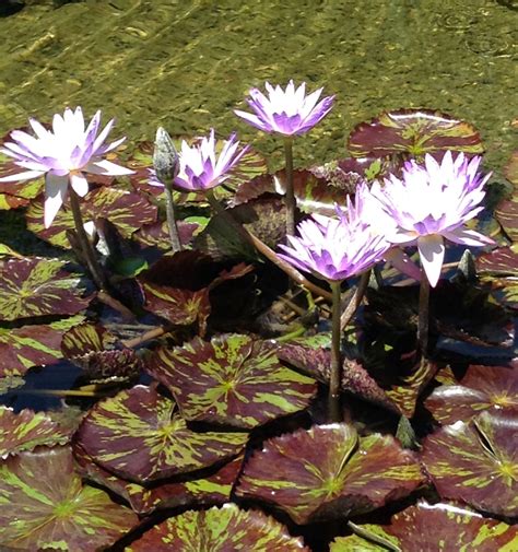 Flowers On Lily Pads Lily Pads Flowers Plants