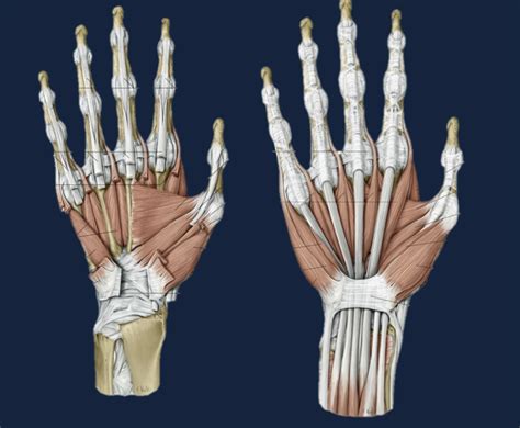 ADductor Compartment And Hypothenar Compartment Diagram Quizlet