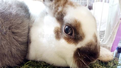 Cute Baby Bunny Stock Photo Image Of Hair Laying Cuddly 94693398