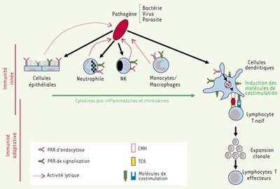 Connexion Immunité innée Immunité adaptative Site des ressources d