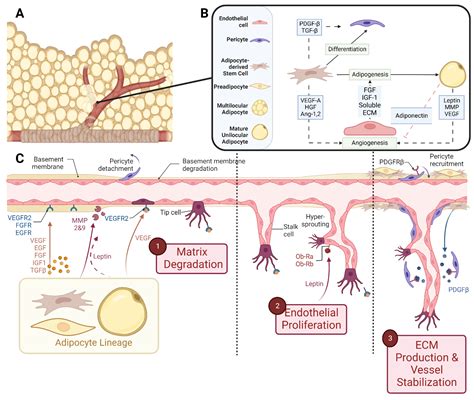 Biomedicines Free Full Text Adipose Tissue Development Relies On