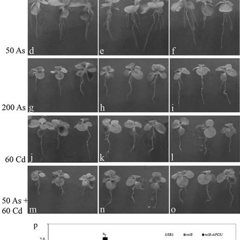 Phenotype Of Wild Type SR1 A D G J M And Transgenic RolB B E