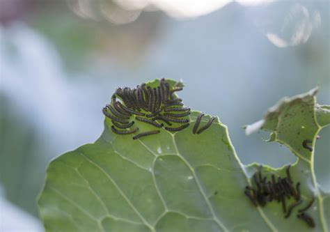 Pragas na horta no inverno como identificá las e eliminá las para o