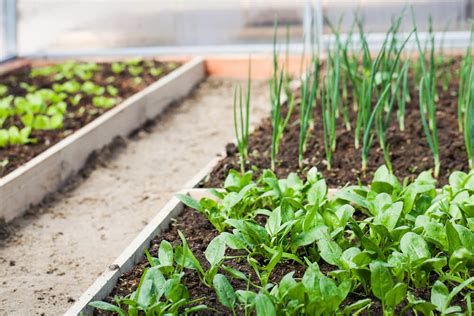 Growing Spinach Kellogg Garden Organics™