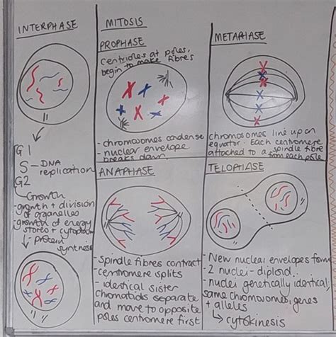 Mitosis And Meiosis Flashcards Quizlet