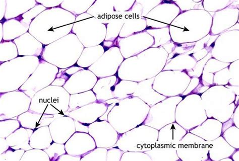 Types Of Adipose Tissue