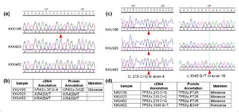 Kras And Tp53 Mutations In Cca Cells A The Representative Image Of Download Scientific