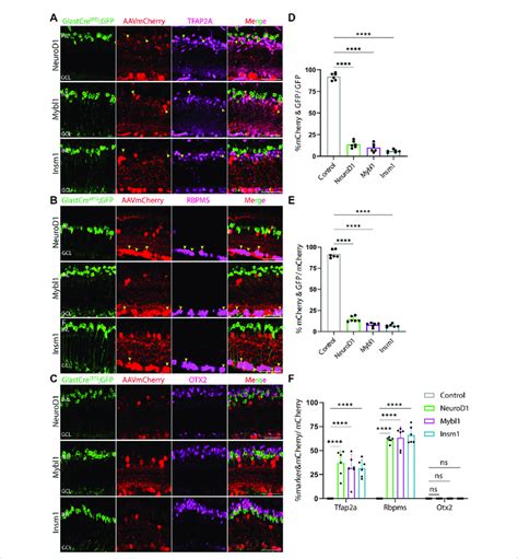 GFAP Promoter Constructs Expressing NeuroD1 Mybl1 And Insm1 Show