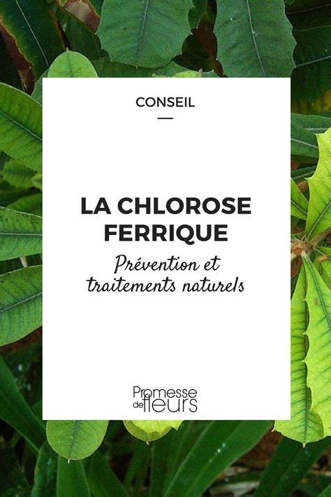 La Chlorose Ferrique Jardins Astuce Jardin Et Jardinage