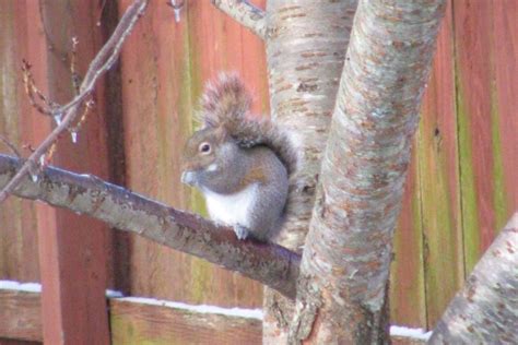 My Squirrel Adventures - BirdOculars