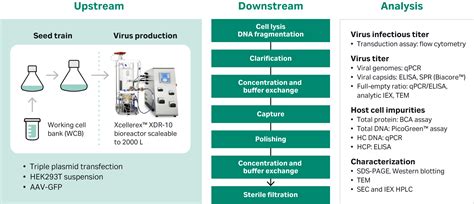 Biacore™ Spr Systems For Titer Analysis Of Adeno Associated Virus Cytiva