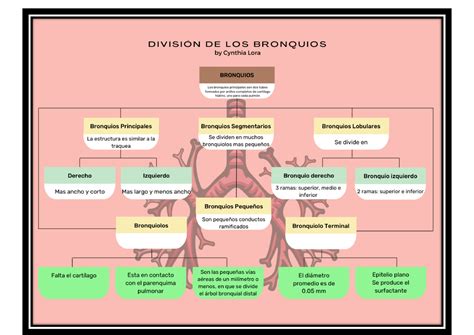 Mapa Mental Bronquios Grupo Enfermeria Basica Studocu