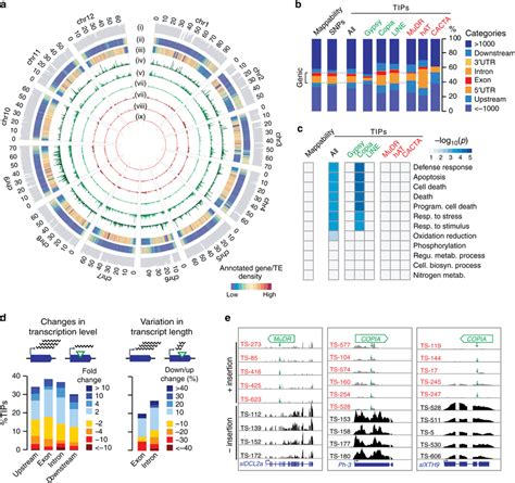 Landscape And Transcriptional Impact Of TIPs A Chromosomal Short Read