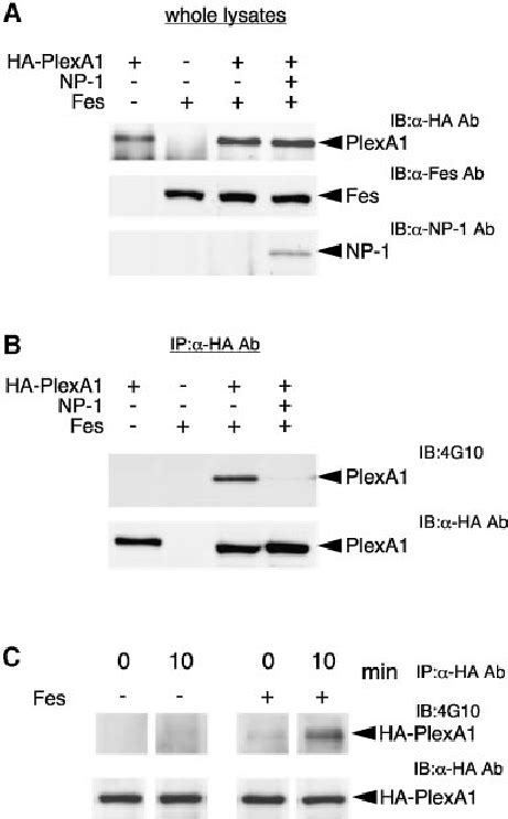 Sema A Activates Fes And Enhances Fes Mediated Tyrosine Phosphorylation