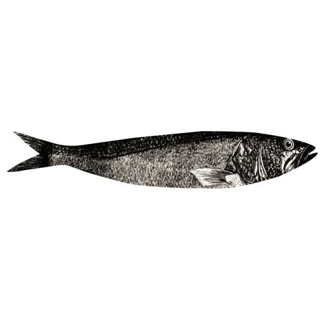 Sardinha Pura Sardine Contest 24