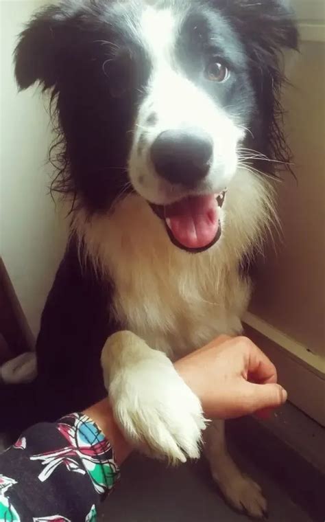 14 Reasons Border Collies Are The Worst Indoor Dog Breed Of All Time