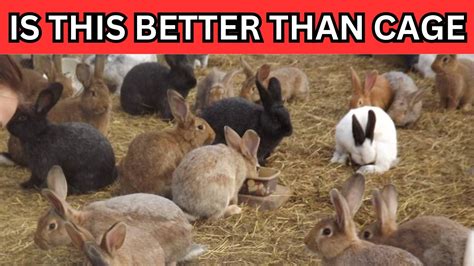 Watch This Before Starting To Raise Meat Rabbits Why You Must Raise