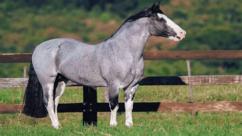 Cavalo da raça Crioulo é resistente ágil e harmônico